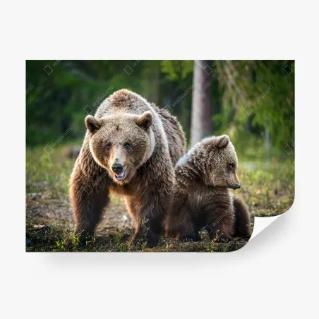 Papier peint ourse et ourson dans la forêt – Wallnifity®