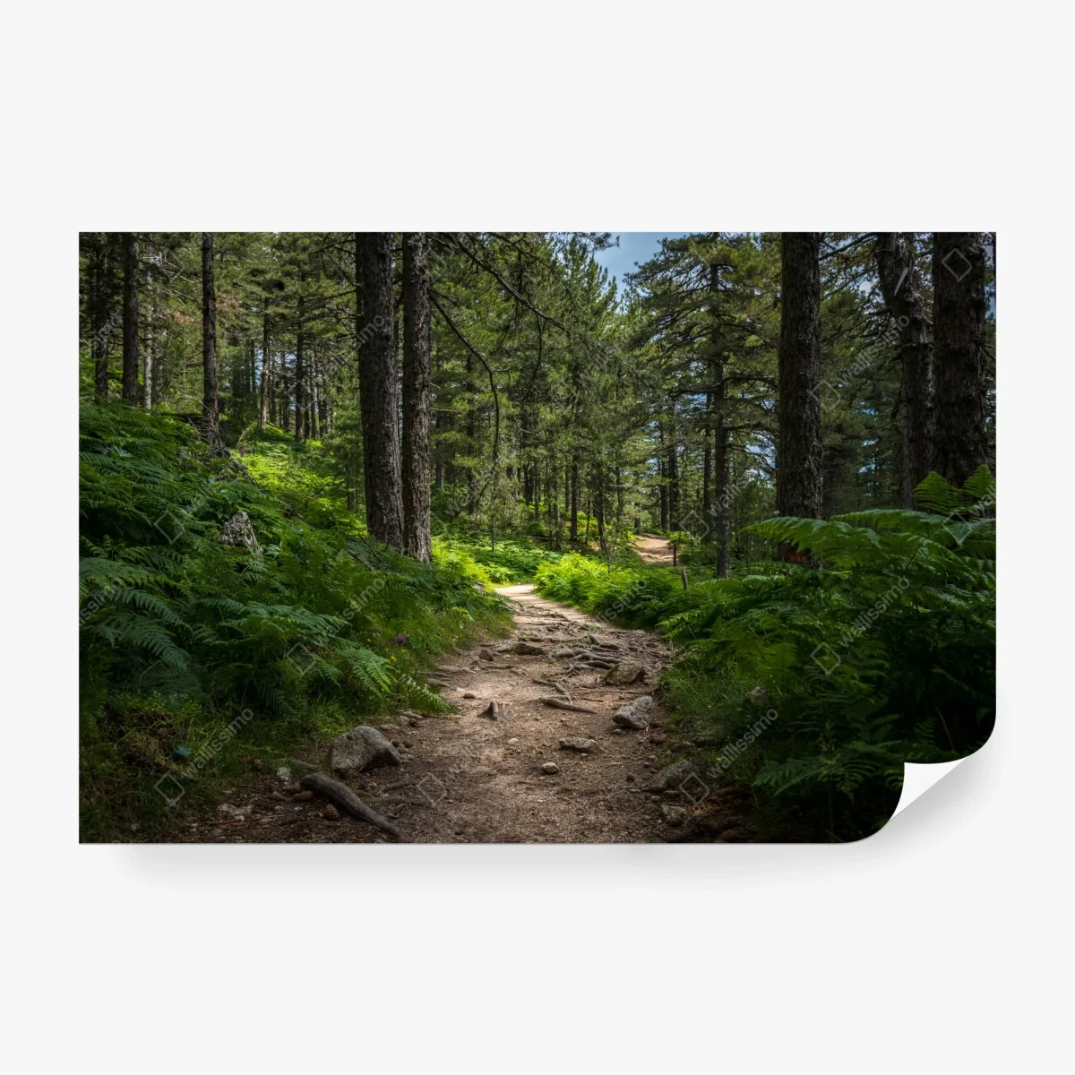 Papier peint chemin forestier verdoyant – Wallnifity®