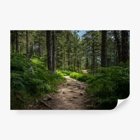 Papier peint chemin forestier verdoyant – Wallnifity®