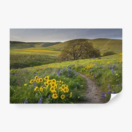 Papier peint sentier fleuri sous les collines dorées – Wallnifity®