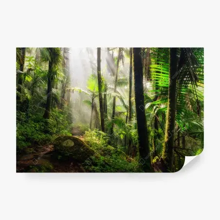 Papier peint sentier lumineux dans la forêt tropicale – Wallnifity®