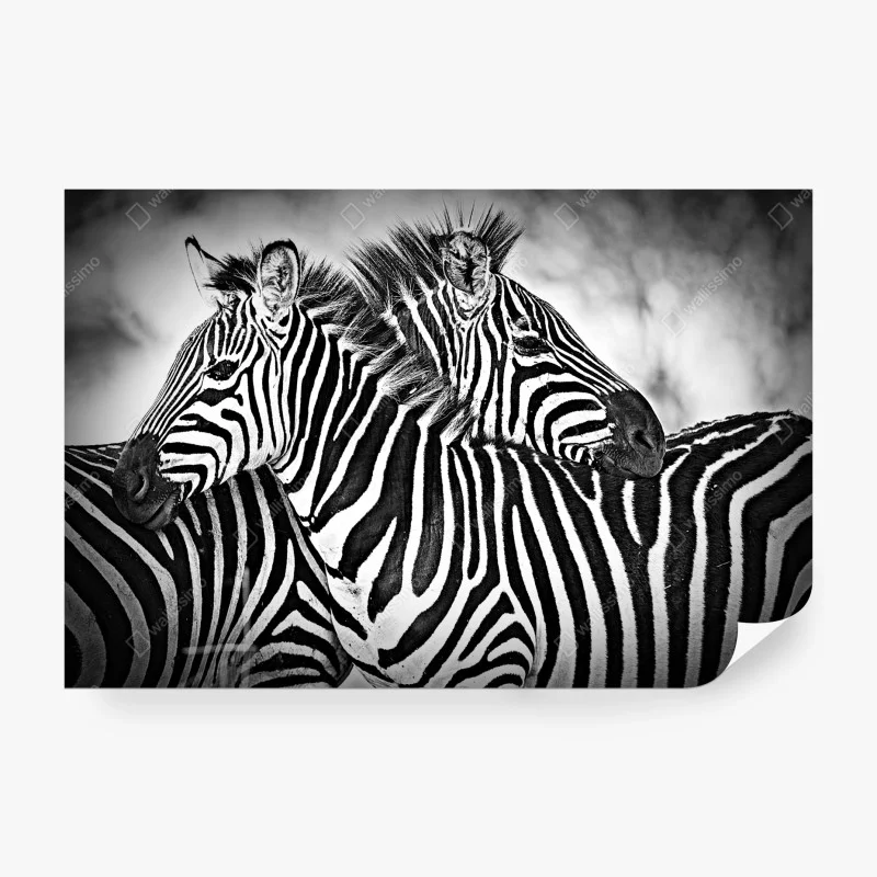 Papier peint étreinte de rayures - zèbres en noir et blanc – Wallnifity®