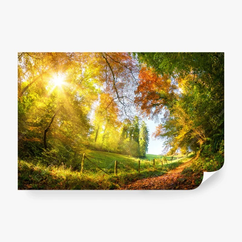 Papier peint promenade en forêt aux couleurs d'automne – Wallnifity® Papier peint promenade en forêt aux couleurs d'automne – Wallnifity®
