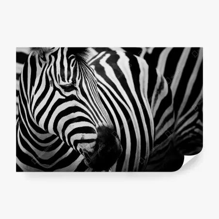 Papier peint élégance rayée : portrait de zèbre en noir et blanc – Wallnifity®