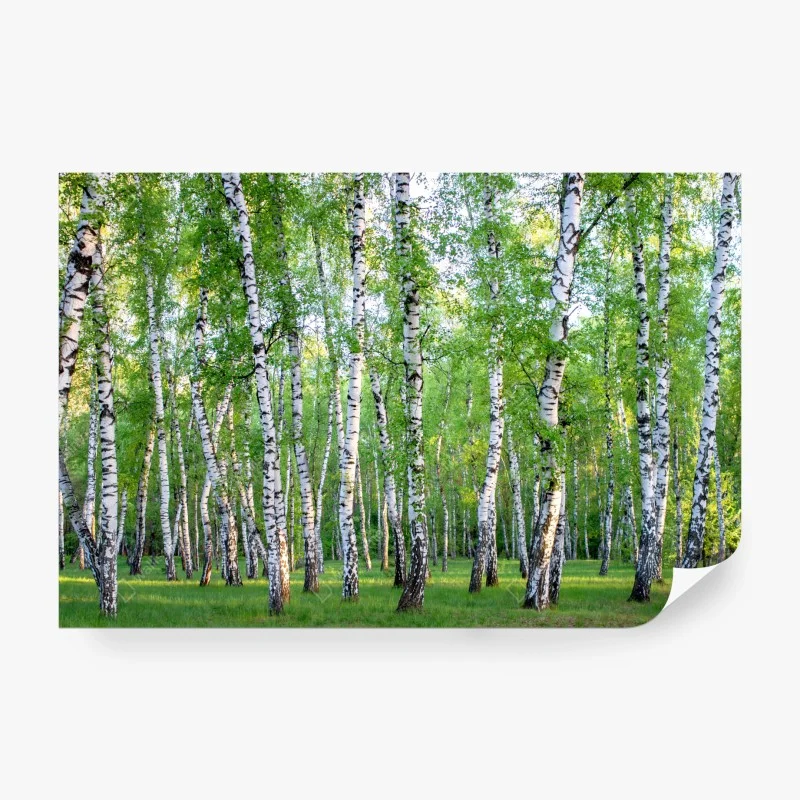 Papier peint forêt de bouleaux en été – Wallnifity®