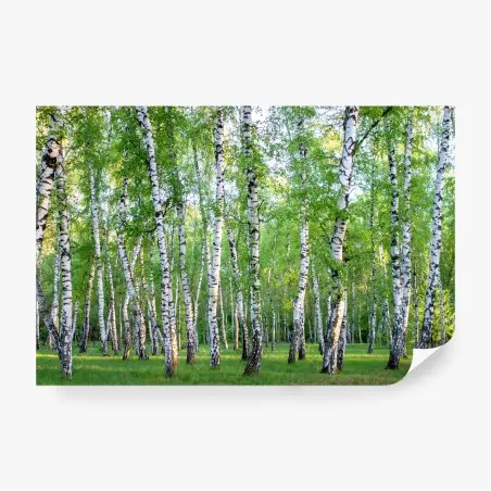 Papier peint forêt de bouleaux en été – Wallnifity®