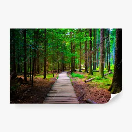 Papier peint sentier en bois au cœur de la forêt – Wallnifity®