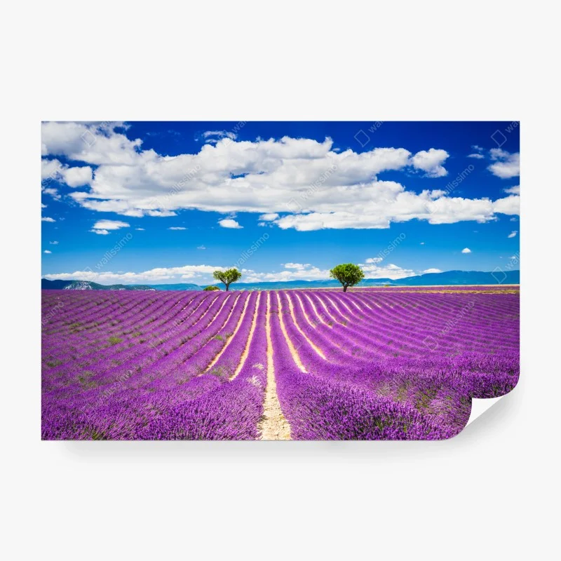 Papier peint champ de lavande en Provence – Wallnifity® Papier peint champ de lavande en Provence – Wallnifity®