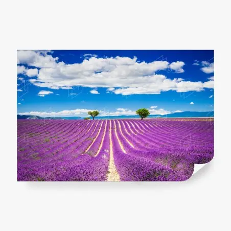 Papier peint champ de lavande en Provence – Wallnifity®