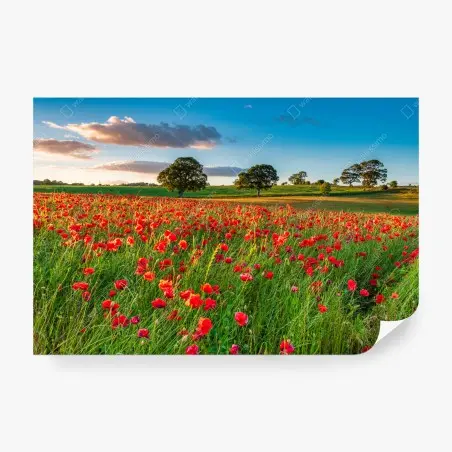 Papier peint champ de coquelicots près de Corbridge – Wallnifity®