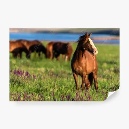 Papier peint cheval brun dans une prairie fleurie au soleil – Wallnifity®