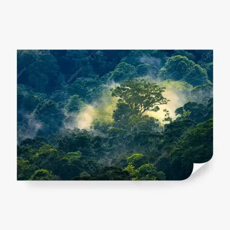 Papier peint canopée tropicale embrumée baignée de lumière – Wallnifity®