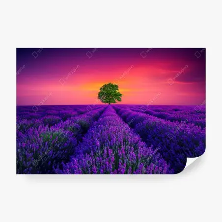 Papier peint champ de lavande et arbre solitaire au coucher de soleil – Wallnifity®