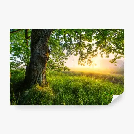 Papier peint sous le grand chêne au lever du soleil – Wallnifity®