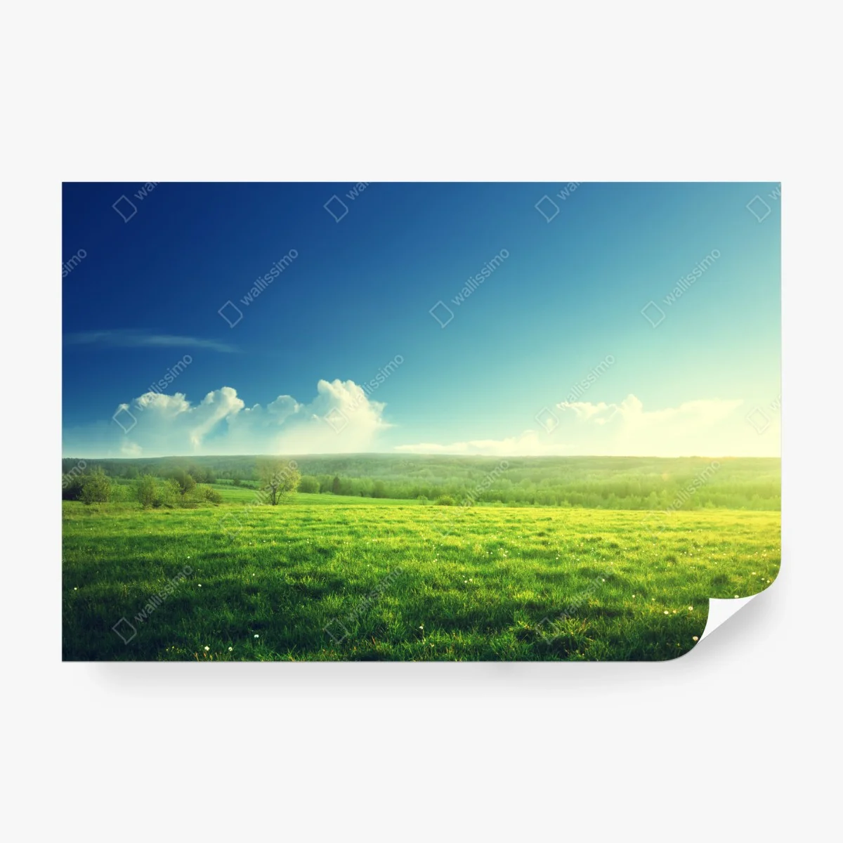 Papier peint coucher de soleil printanier sur une prairie verdoyante – Wallnifity®