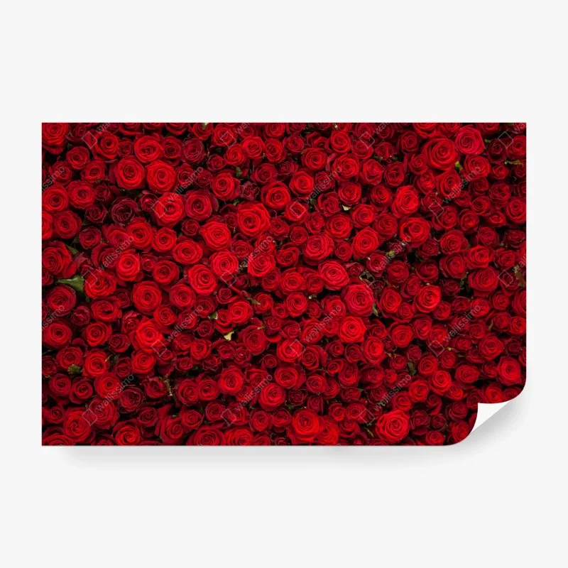Papier peint mur de roses rouges intenses – Wallnifity® Papier peint mur de roses rouges intenses – Wallnifity®