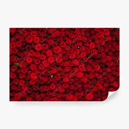 Papier peint mur de roses rouges intenses – Wallnifity®