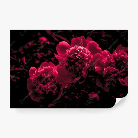 Papier peint pivoines rouge profond sur fond noir – Wallnifity®