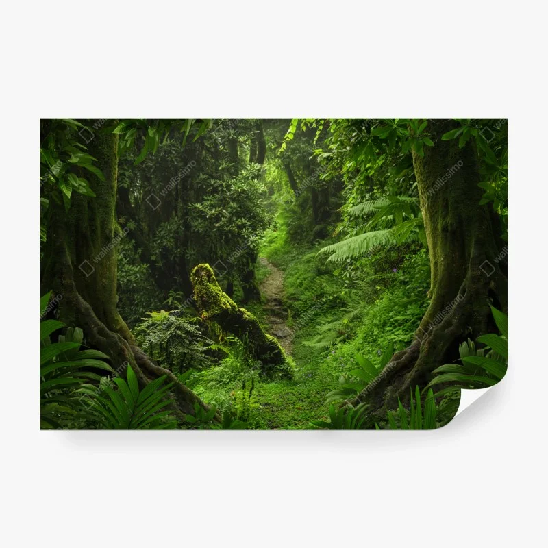 Papier peint sentier moussu dans une forêt luxuriante – Wallnifity® Papier peint sentier moussu dans une forêt luxuriante – Wallnifity®