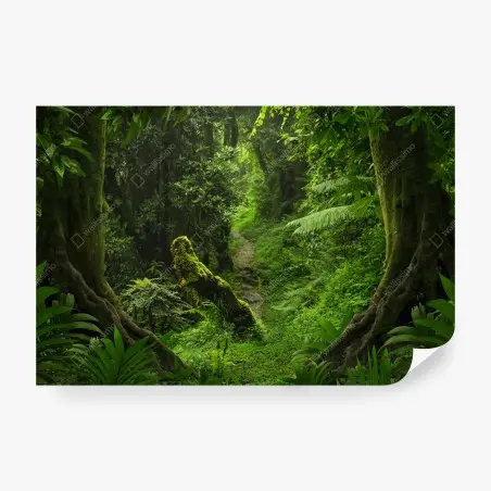 Papier peint sentier moussu dans une forêt luxuriante – Wallnifity®