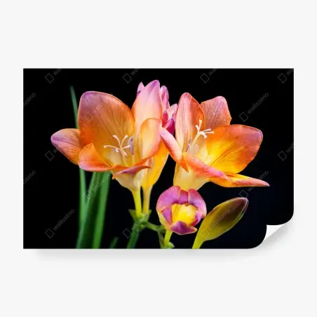Papier peint freesias lumineux sur fond noir – Wallnifity®