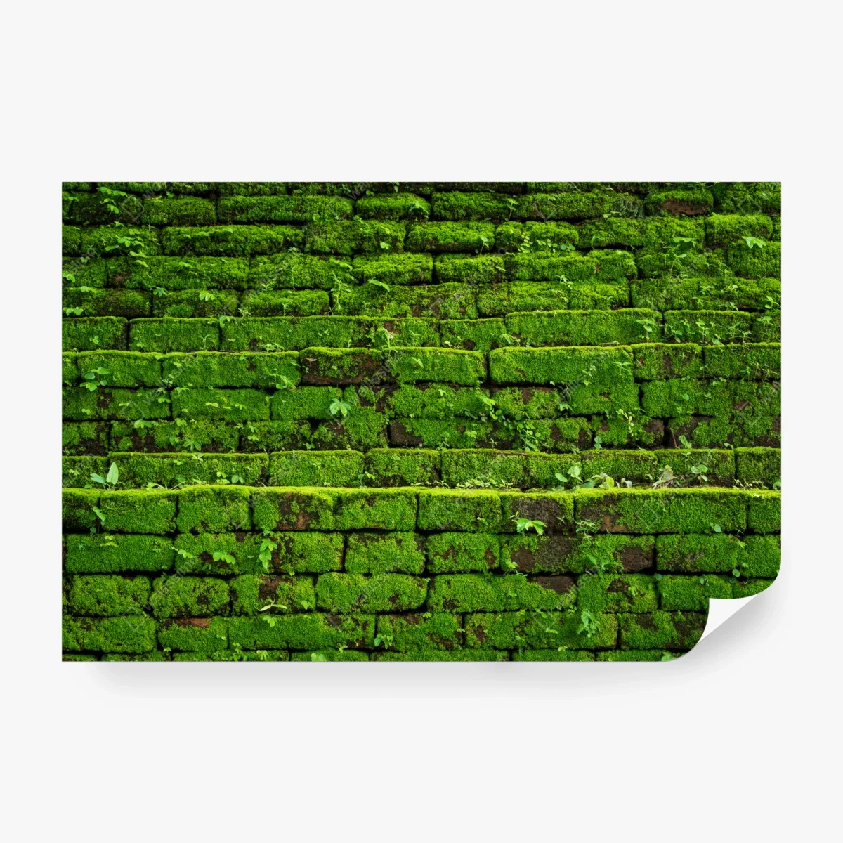Papier peint mousse verte sur briques anciennes – Wallnifity® Papier peint mousse verte sur briques anciennes – Wallnifity®