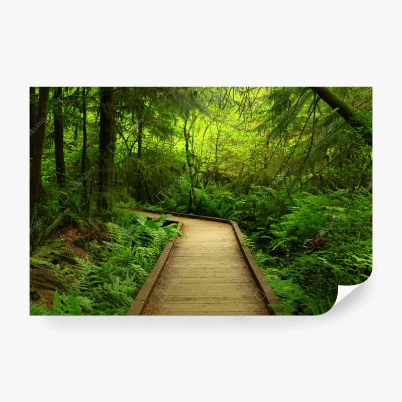 Papier peint sentier boisé baigné de verdure – Wallnifity®