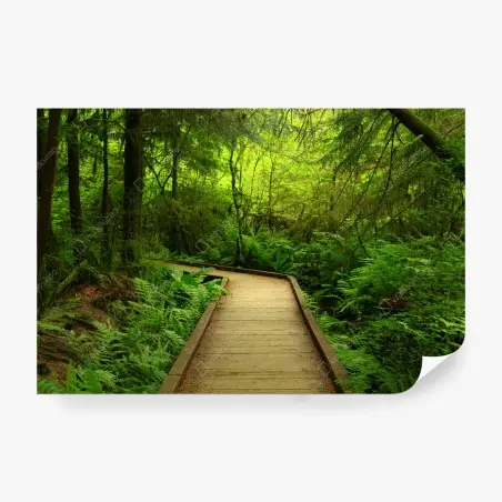 Papier peint sentier boisé baigné de verdure – Wallnifity®