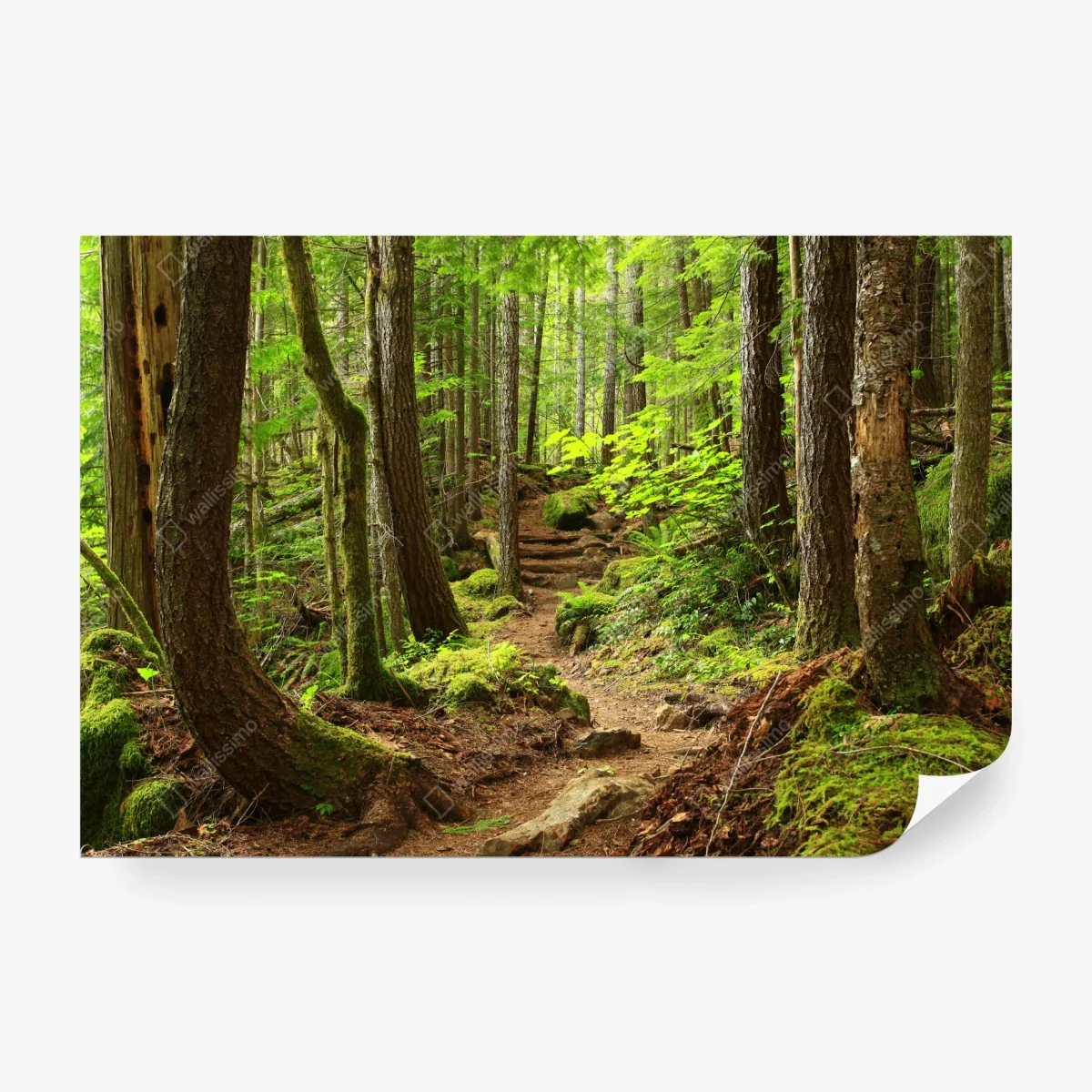 Papier peint sentier enchanté en forêt verdoyante – Wallnifity® Papier peint sentier enchanté en forêt verdoyante – Wallnifity®