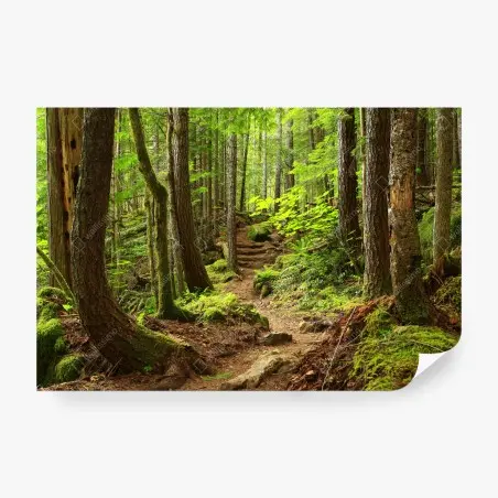 Papier peint sentier enchanté en forêt verdoyante – Wallnifity®