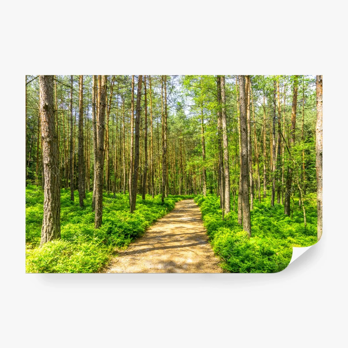 Papier peint chemin en forêt verdoyante – Wallnifity® Papier peint chemin en forêt verdoyante – Wallnifity®
