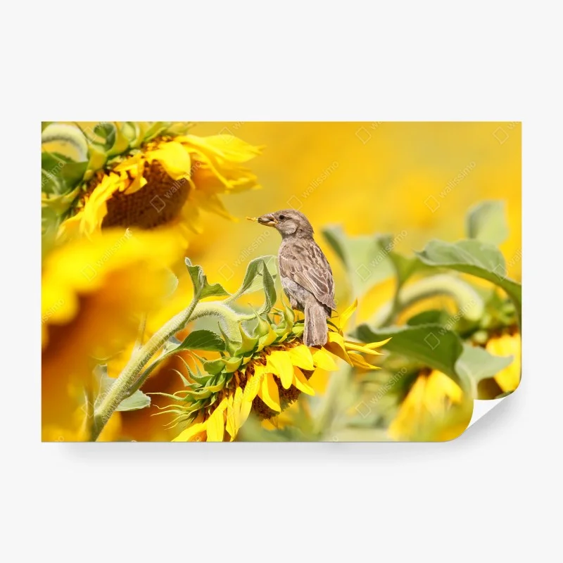 Papier peint moineau sur tournesol lumineux – Wallnifity® Papier peint moineau sur tournesol lumineux – Wallnifity®
