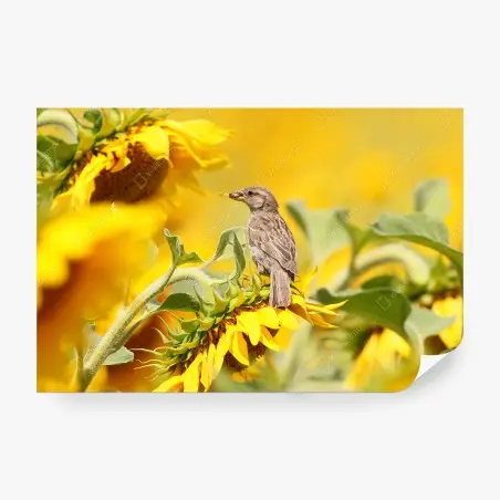 Papier peint moineau sur tournesol lumineux – Wallnifity®