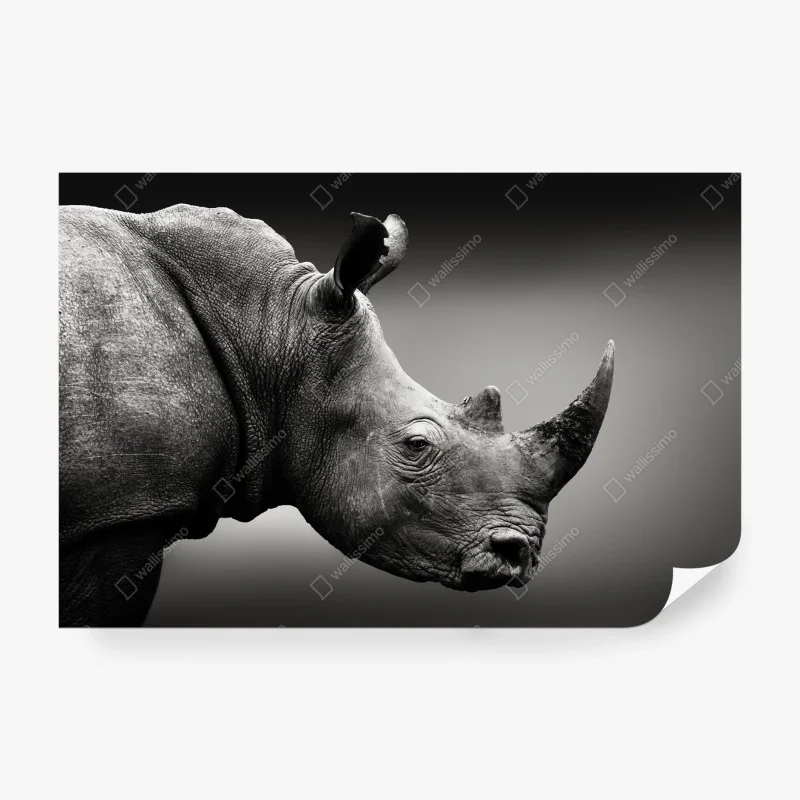 Papier peint portrait monochrome de rhinocéros en gros plan – Wallnifity®