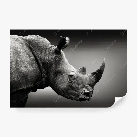 Papier peint portrait monochrome de rhinocéros en gros plan – Wallnifity®