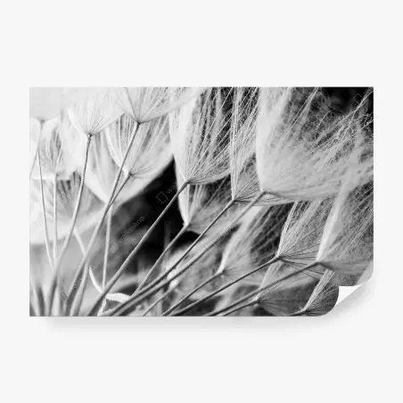 Papier peint plumes de pissenlit en noir et blanc – Wallnifity®