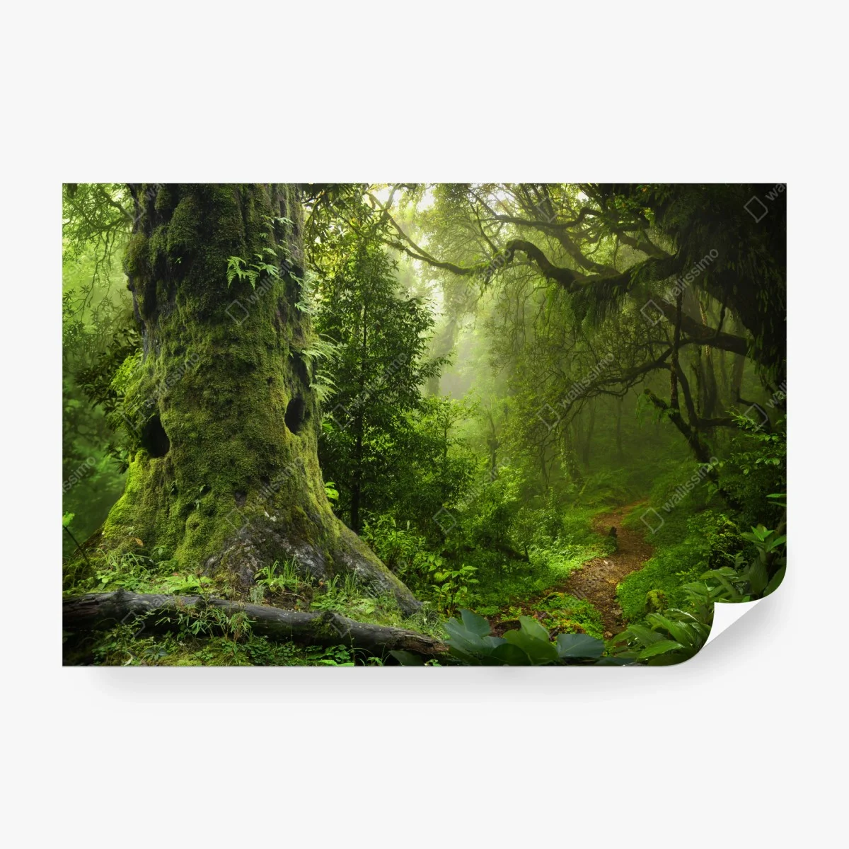Papier peint forêt enchantée au lever de brume – Wallnifity® Papier peint forêt enchantée au lever de brume – Wallnifity®