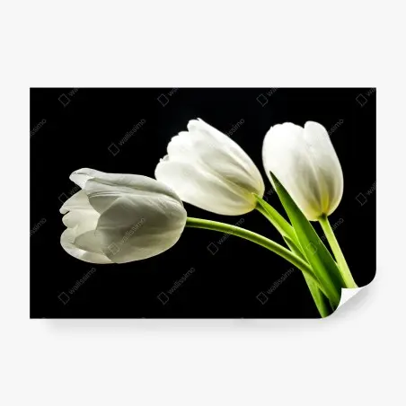 Papier peint tulipes blanches élégantes sur fond noir – Wallnifity®