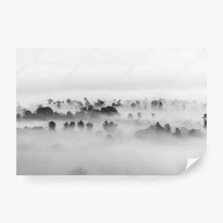 Papier peint brume sur la forêt en noir et blanc – Wallnifity®