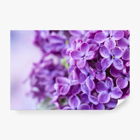 Papier peint lilas violets en gros plan – Wallnifity®