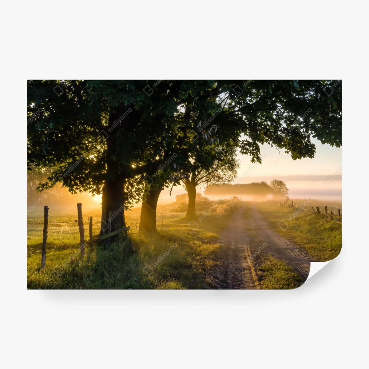 Papier peint aube dorée sur le chemin de campagne – Wallnifity®