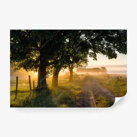 Papier peint aube dorée sur le chemin de campagne – Wallnifity®