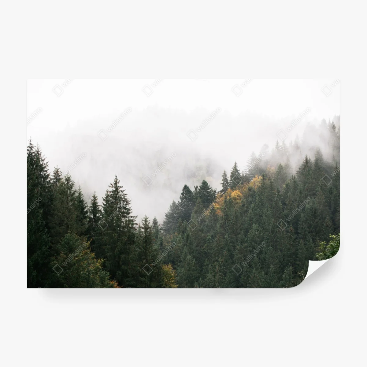 Papier peint forêt de montagne embrumée – Wallnifity®