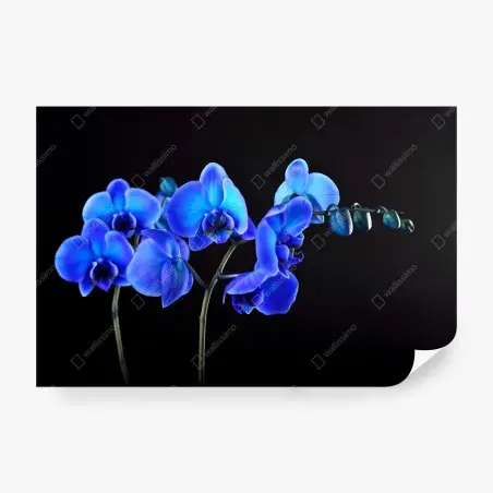 Papier peint orchidée bleue sur fond noir, élégance florale – Wallnifity®