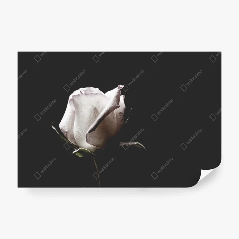 Papier peint rose blanche en gros plan sur fond noir – Wallnifity® Papier peint rose blanche en gros plan sur fond noir – Wallnifity®