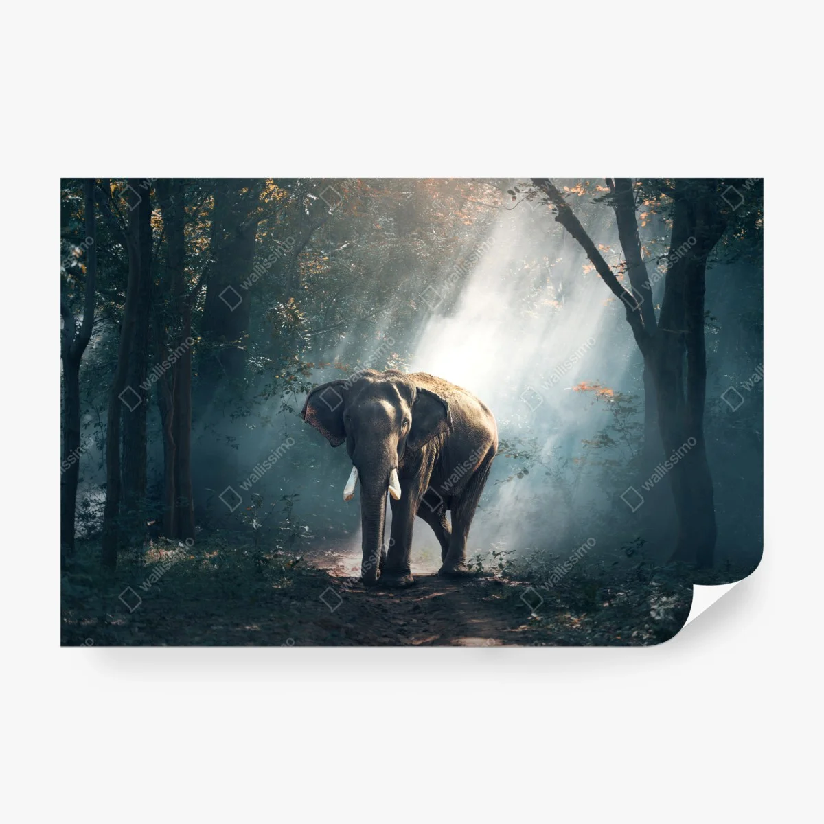 Papier peint éléphant majestueux dans la forêt brumeuse – Wallnifity® Papier peint éléphant majestueux dans la forêt brumeuse – Wallnifity®