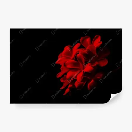 Papier peint frangipanier rouge sur fond noir – Wallnifity®