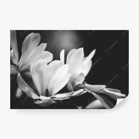 Papier peint éclat de magnolia en noir et blanc – Wallnifity®