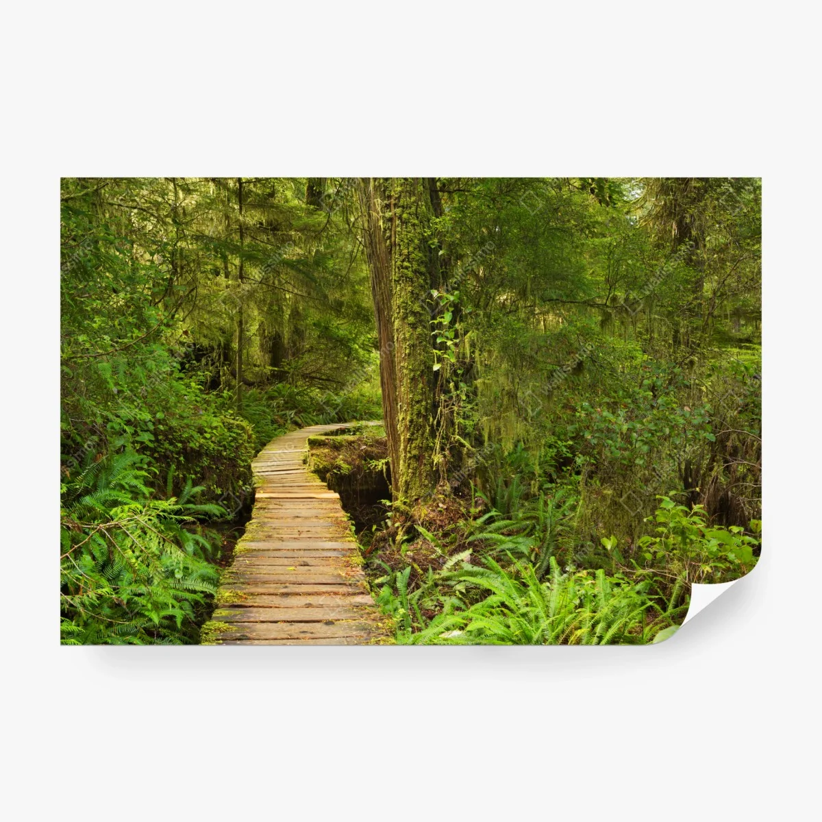 Papier peint chemin de planches au cœur de la forêt pluviale de Pacific Rim National Park Reserve, Île de Vancouver, Canada – Wallnifity® Papier peint chemin de planches au cœur de la forêt pluviale de Pacific Rim National Park Reserve, Île de Vancouver, Canada – Wallnifity®