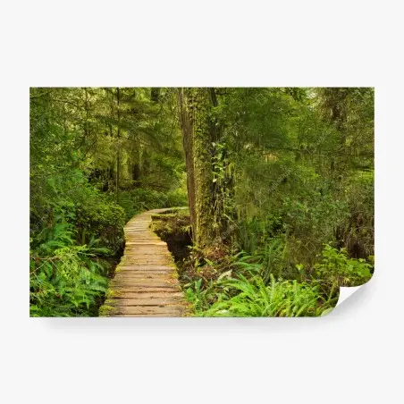 Papier peint chemin de planches au cœur de la forêt pluviale de Pacific Rim National Park Reserve, Île de Vancouver, Canada – Wallnifity®
